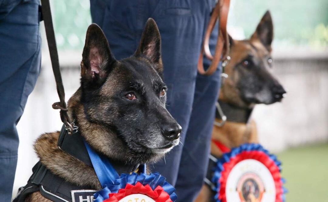 Héctor y Molly, dos perros raza pastor belga malinois, pertenecientes a la Policía Bancaria e Industrial (PBI) en la CDMX (23/07/2025). Foto: Darío Luna / EL UNIVERSAL