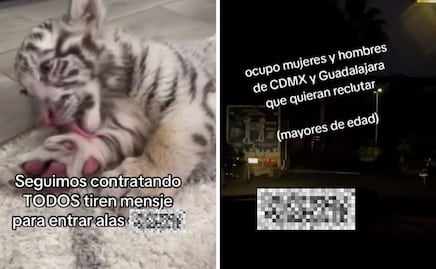 “Seguimos contratando” en CJNG; 6 cuentas de TikTok burlan limpia de Harfuch