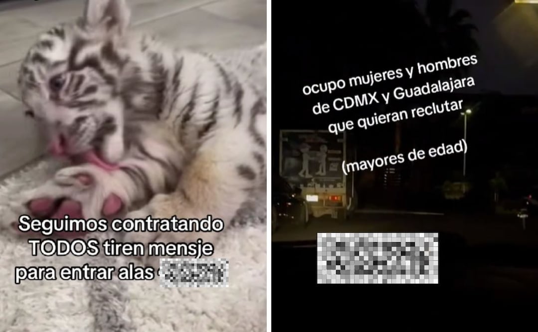 El fin de semana, mientras se realizaban las capturas de personas vinculadas con un campo de adiestramiento en Teuchitlán, en TikTok circulaban videos de reclutamiento presuntamente relacionados al CJNG. Foto: Especial.