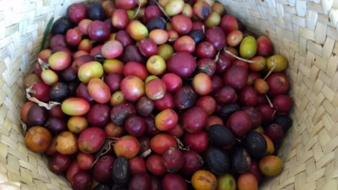 El café de especialidad busca nuevas maneras para venderse