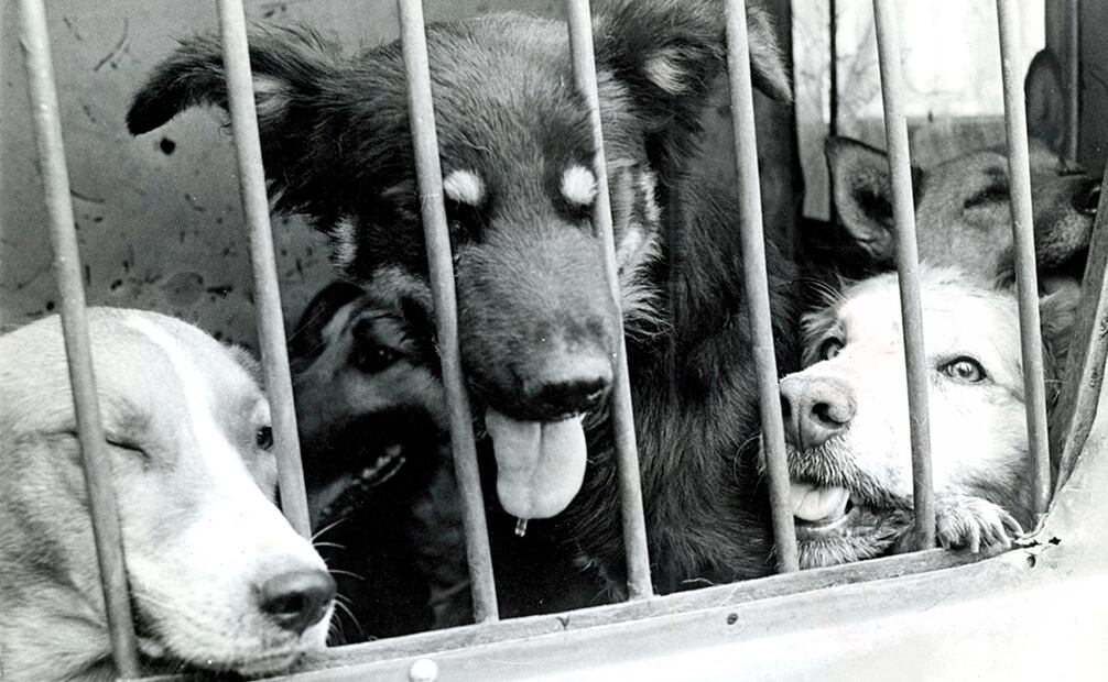 Una de las mayores acciones para erradicar la rabia en México implicó capturar y sacrificar a perros callejeros. Durante la primera mitad del siglo XX, miles de ellos murieron antes de que la vacunación antirrábica fuera un hábito entre dueños de mascotas. Foto: Archivo EL UNIVERSAL.