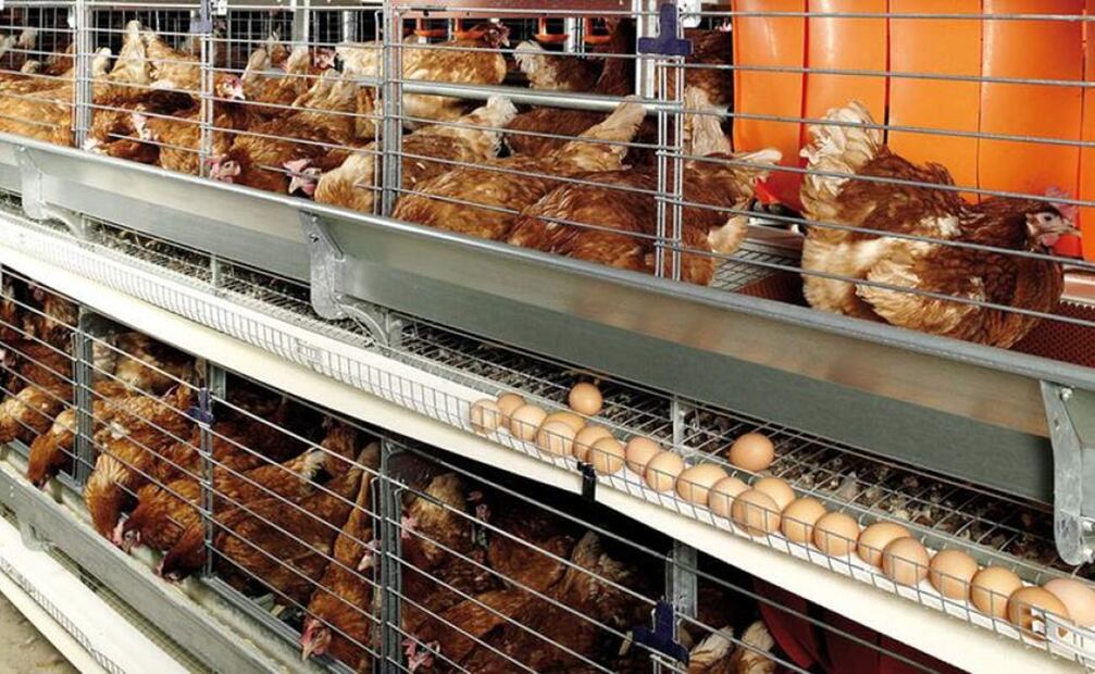 Influenza aviar A H5N1. Foto: Archivo/EL UNIVERSAL