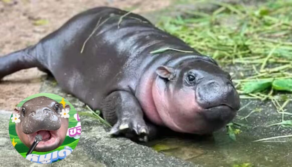 Un músico tailandés creo una canción inspirada en el hipopótamo viral. Fotos: Redes Sociales