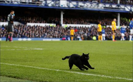 Gato negro irrumpe en el partido del Everton ante los Wolves