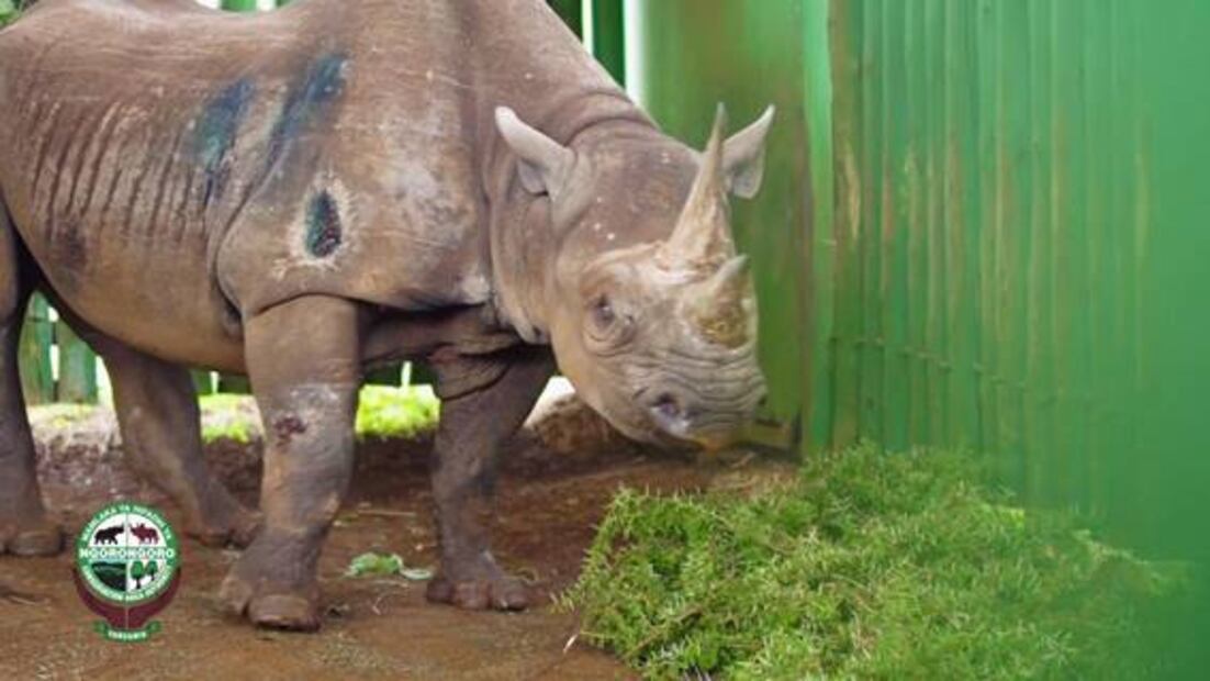Rinoceronta más longeva muere a los 57 años en Tanzania