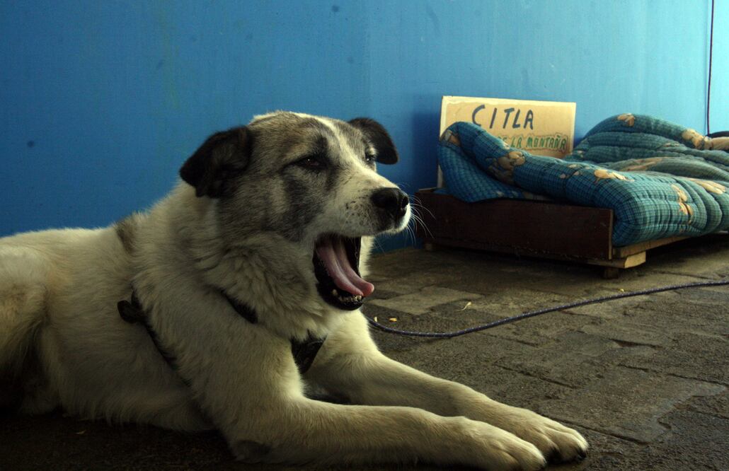 El Gobierno de la Ciudad de México reiteró su compromiso de poner al centro el bienestar animal.
Foto: Omar Contreras/Ilustrativa