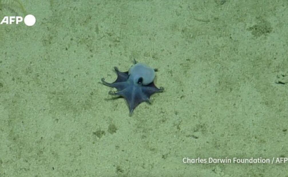 Este pequeño pulpo azul fue descubierto en las profundas aguas de las Islas Galápagos, por un equipo de investigadores. Foto: APF
