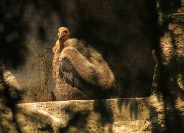 Nace Cóndor de California en Zoológico de Chapultepec