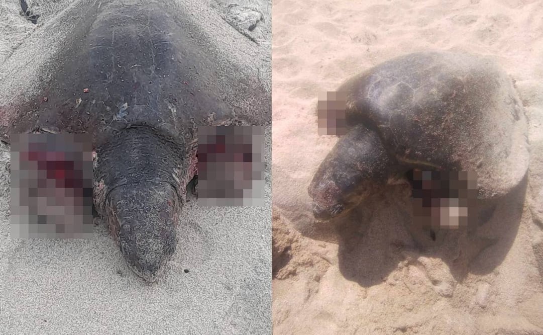 Perros atacan a tortugas marinas en playas de Baja California Sur. Foto: Especial
