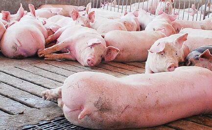 Anuncian productores y asociaciones creación del Instituto Mexicano de Porcicultura