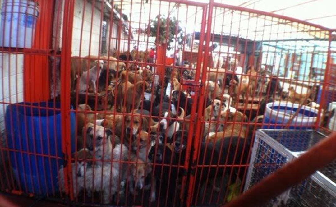 Más de mil perros callejeros vivían en condiciones deplorables.  Foto: Especial 