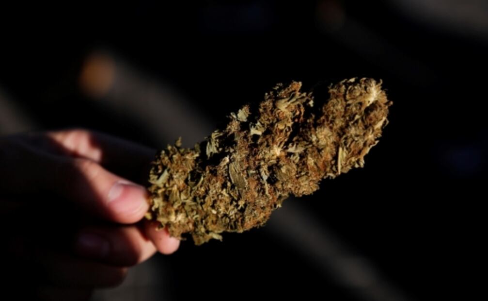 No sólo contra Covid-19: La marihuana también ataca al cáncer y estas enfermedades, dice experto