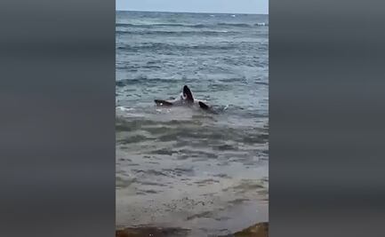 Captan nacimiento de tiburones martillo en Cozumel, Quintana Roo
