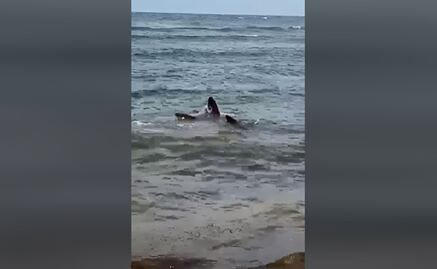 Captan nacimiento de tiburones martillo en Cozumel, Quintana Roo