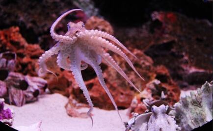 El genoma de los pulpos demuestra que son "como extraterrestres"