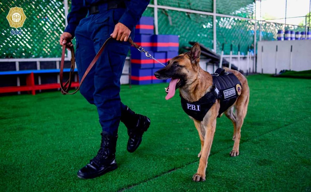 Binomio canino. Foto: Archivo EL UNIVERSAL