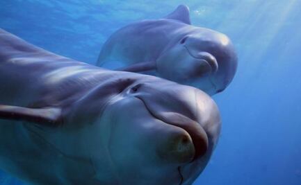 Bióloga desvela el enigma del sueño delfín; ¿cómo sobreviven al descanso en el agua? 
