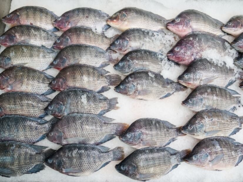 Conoce lo que la tilapia puede hacer por tu salud 
