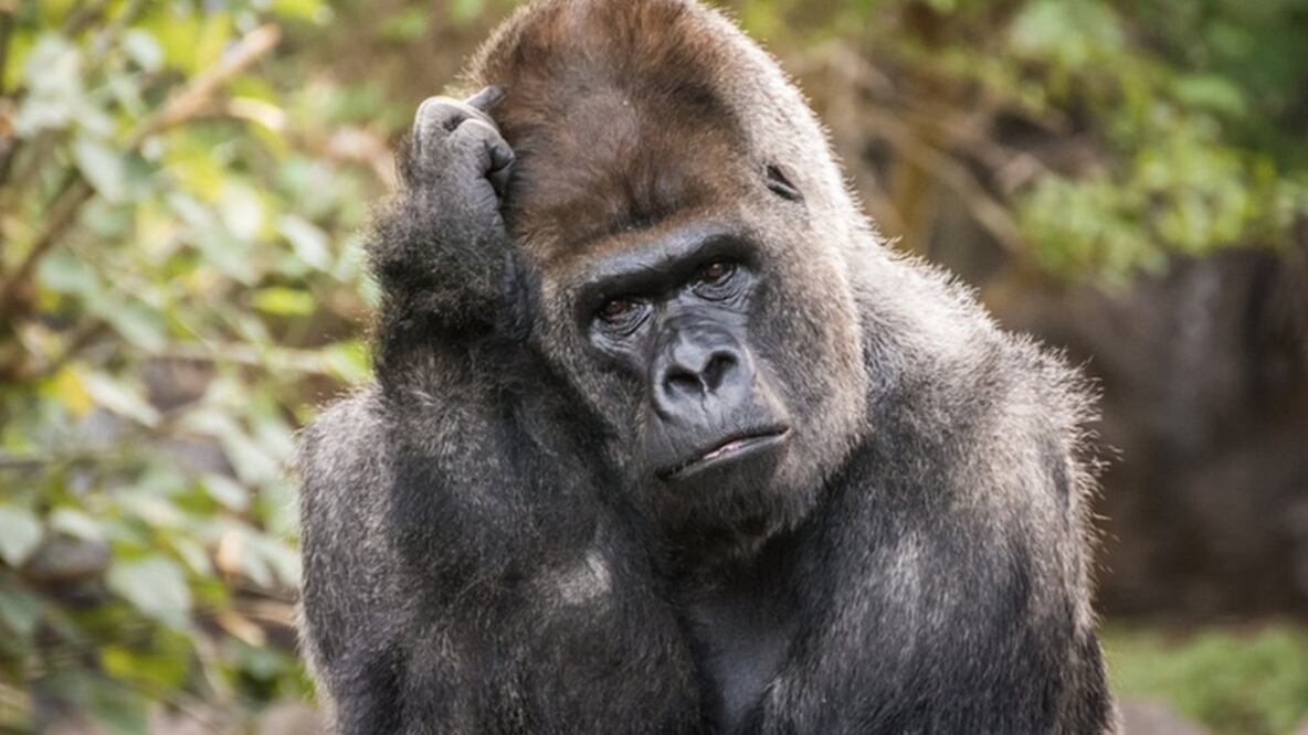 Foto: Getty Images vía BBC