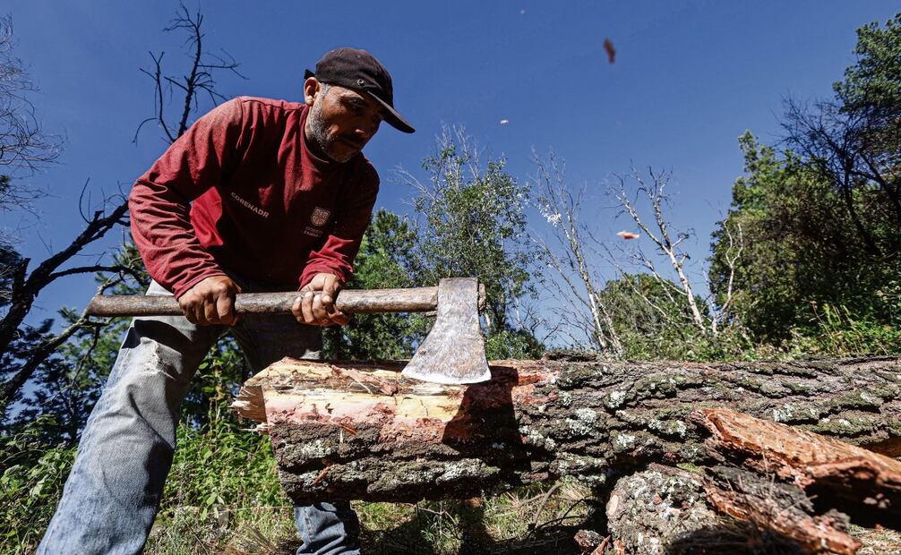 Los residentes de San Pablo Oztotepec se ven obligados a cortar sus árboles para salvar el bosque. Foto: Gabriel Pano / El Universal