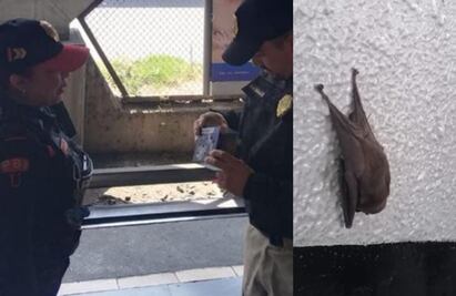 Rescatan a murciélago en estación Constitución de 1917 de la Línea 8 del Metro