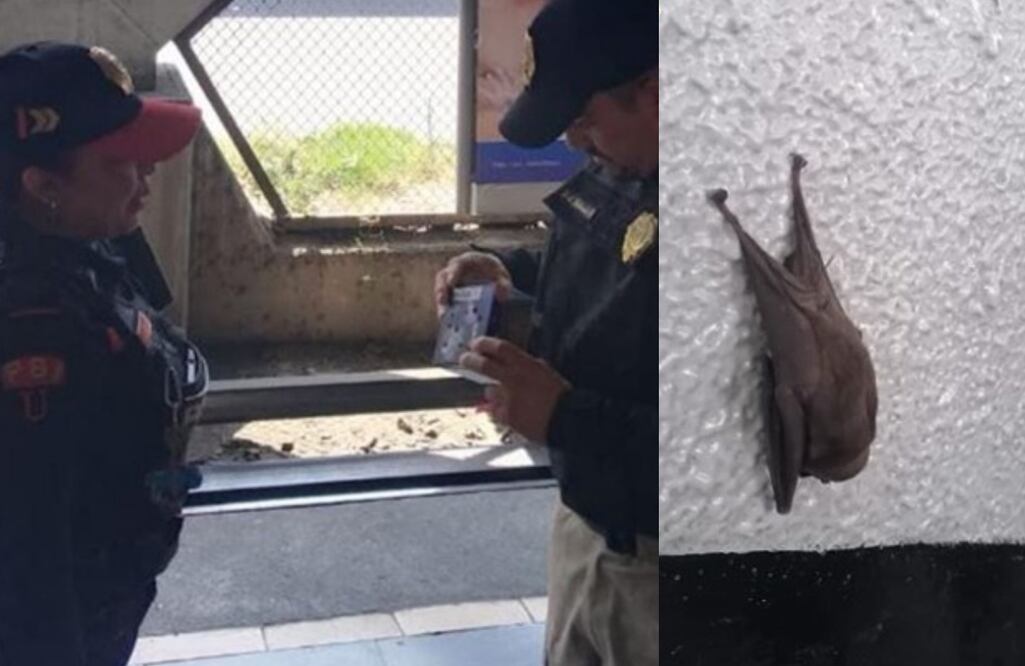 Elementos de la Policía Bancaria rescataron al animalito Foto: Especial
