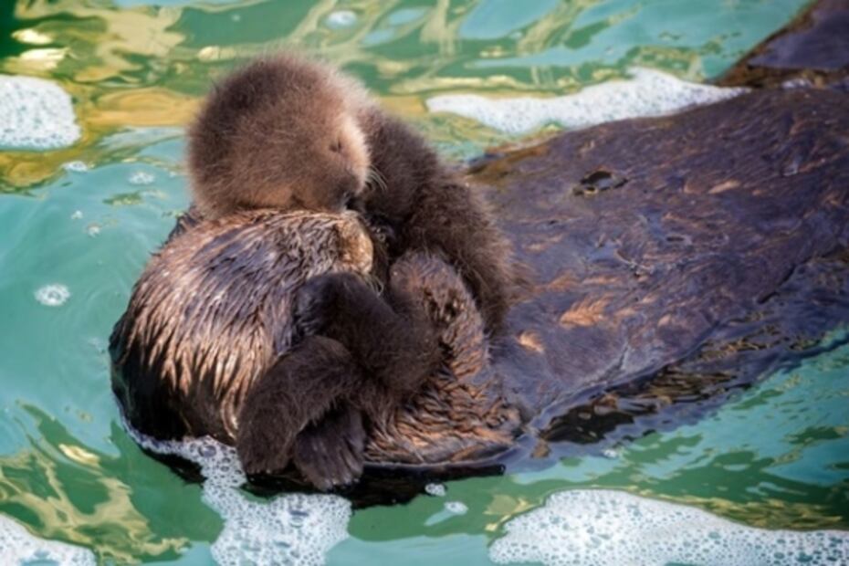 Visita estos zoológicos y acuarios del mundo sin salir de tu hogar