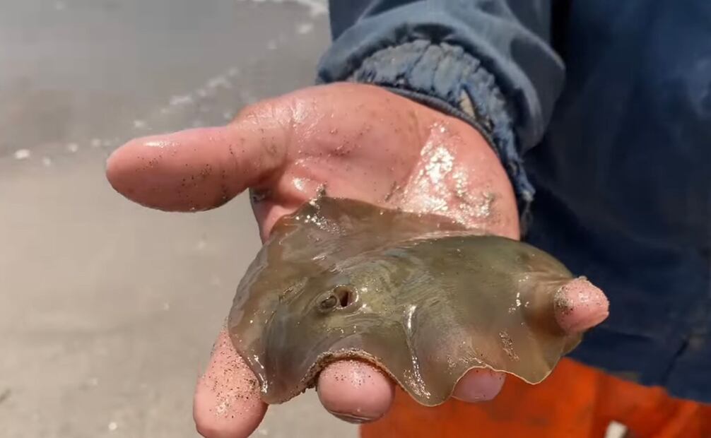 Mantarraya mutilada en Sonora. Foto: Especial
