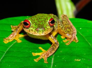 El hongo culpable de la extinción de 90 especies de anfibios