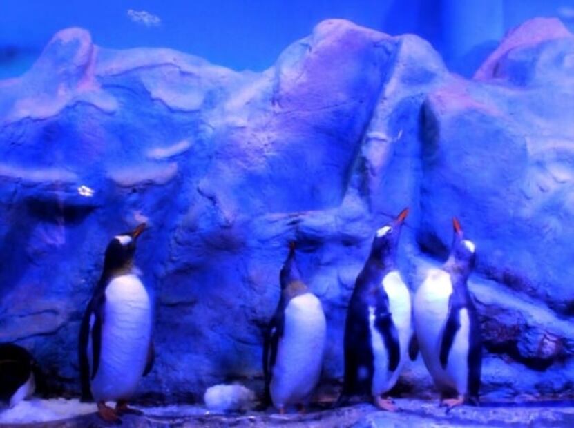 Esto cuesta ir al Acuario Inbursa en 2022