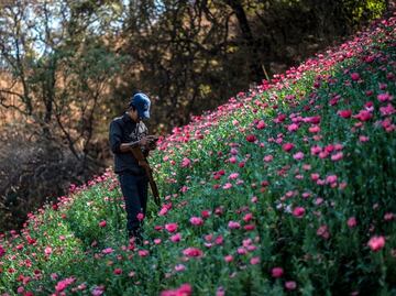 Illegal opium poppy cultivation increases in Mexico