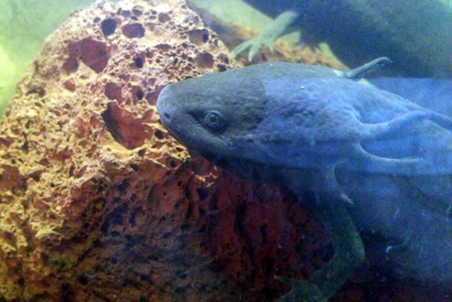 Planean abrir el primer museo del ajolote en la CDMX