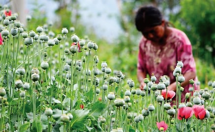 Mexico Congress receives initiative to legalize opium poppy