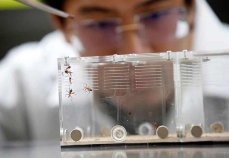 Insectos, la alternativa para dejar de comer proteína animal