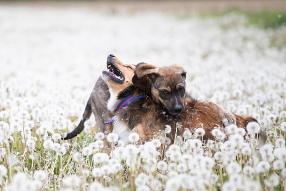 Cómo distinguir entre una pelea y un juego en perros. Fuente: Freepik.