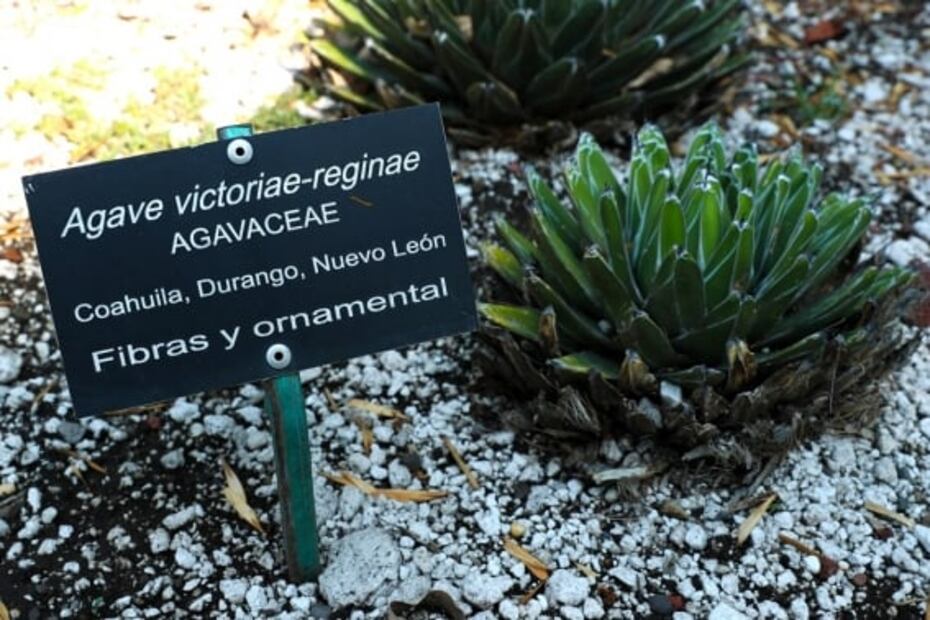 Cómo visitar el asombroso Jardín Botánico de la UNAM en la CDMX
