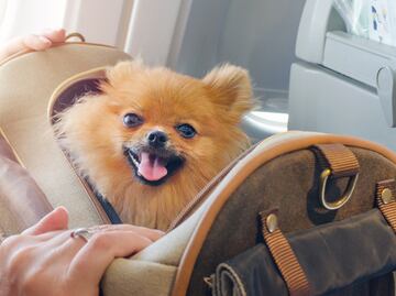 Pasajera demanda a aerolínea por encerrar en baño a su perro