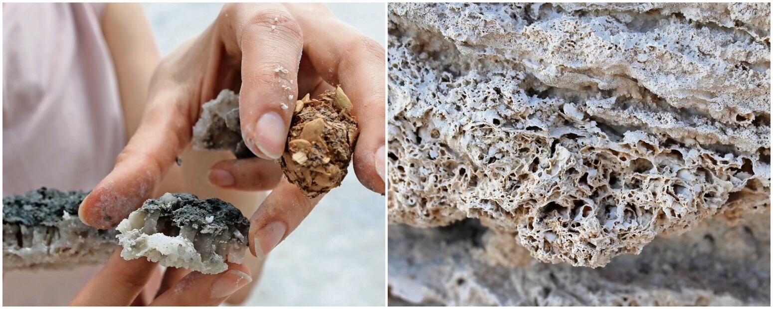 Estromatolitos de la laguna de Cuatro Ciénegas, Coahuila, donde la extracción de agua amenaza estas formas de vida. Foto: Cátedra Bergaman