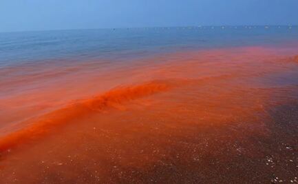 Cinvestav descarta marea roja en costa de Yucatán; mantienen vigilancia en la zona