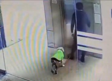 VIDEO: Causa indignación caso de maltrato de perrito en Huixquilucan, Edomex; autoridades investigan