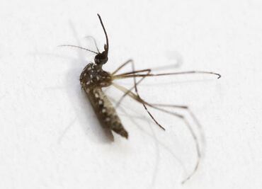 OMS declara fin de emergencia sanitaria internacional por zika