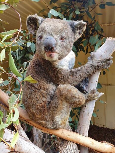 Incendios en Australia matan a la mitad de los koalas sanos en isla santuario