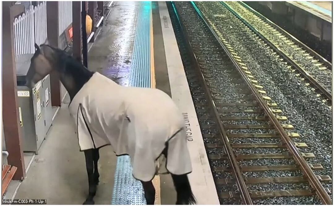 En el video que circula en redes sociales se puede observar cómo el animal ingresa a la estación, camina por el andén y hasta pareciera que espera la llegada del tren. Foto: Captura del video