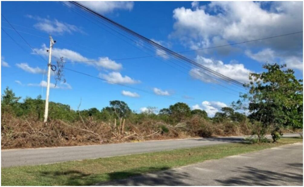 Denuncian a CFE en Yucatán por corte masivo de árboles (20/12/2024). Foto: Especial