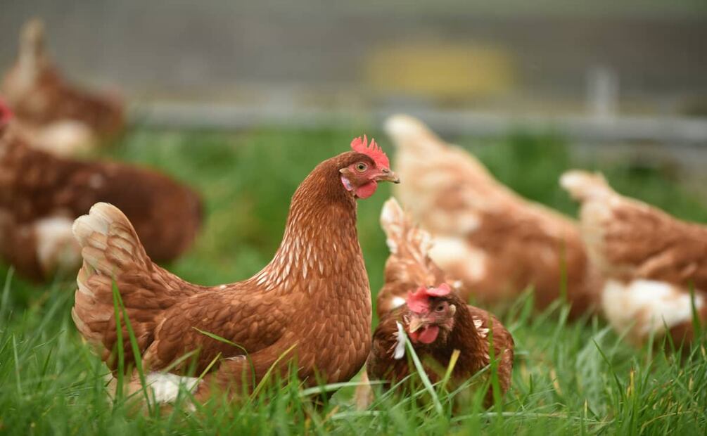 Los pollos y las gallina son la misma especie de ave, pero en diferente etapa de maduración. Foto: Unsplash.