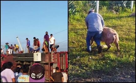 Vuelca camión cargado con cerdos en Campeche y pobladores hacen rapiña