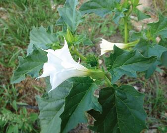 Toloache and Mexican love magic