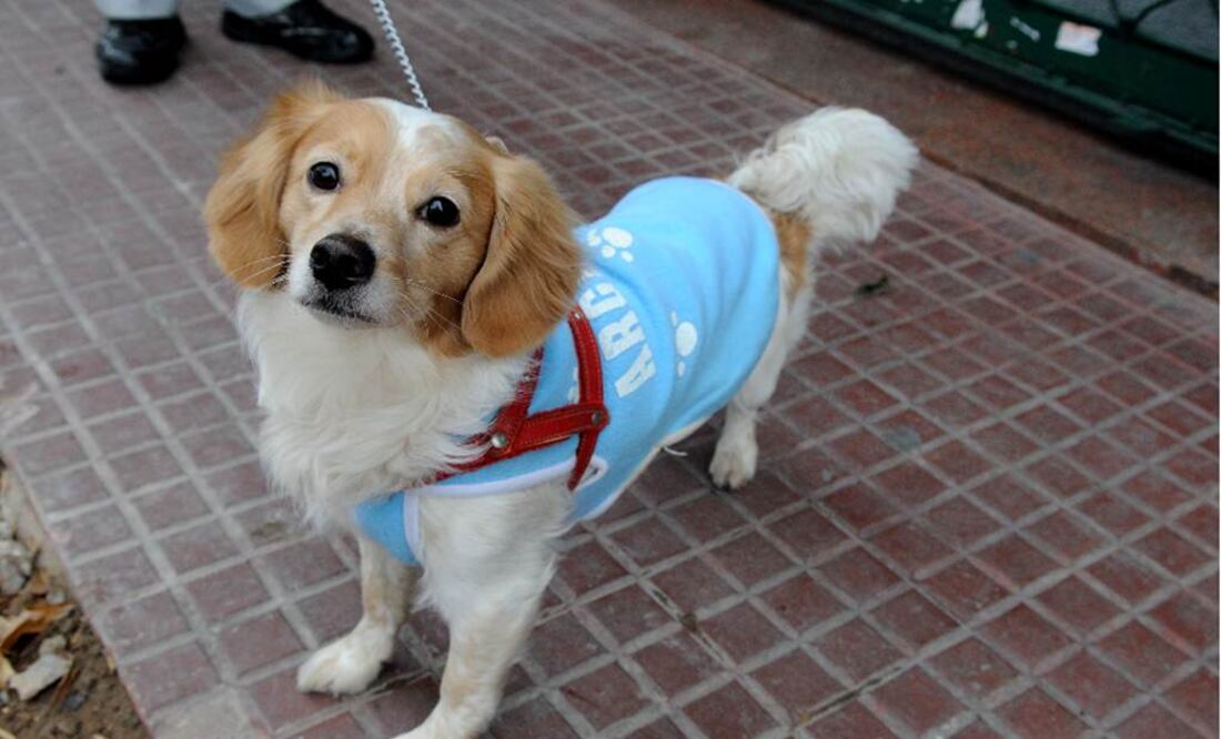 Veterinario implantaba droga en perros; es detenido