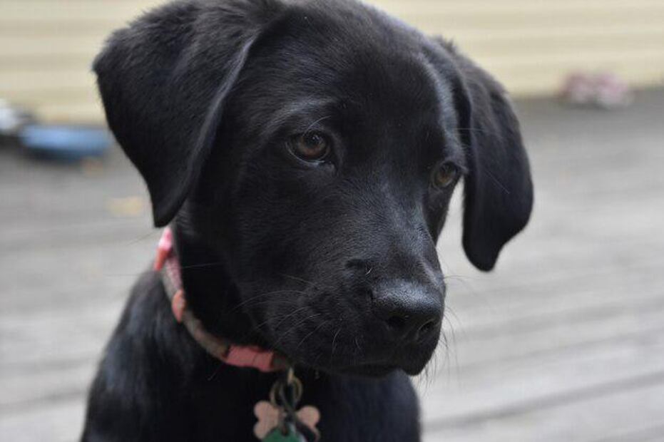 Cómo elegir el nombre perfecto para tu perrita negra. Fuente: Freepik.