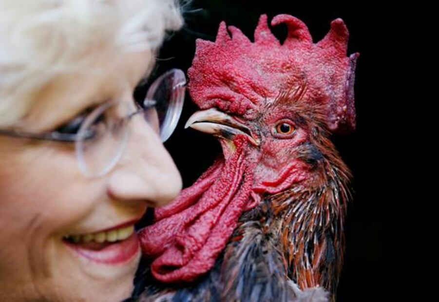 Gallo en Francia gana juicio para cantar todas las mañanas